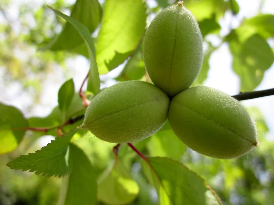 Japanese Apricot (Ume) — Fruit / seed