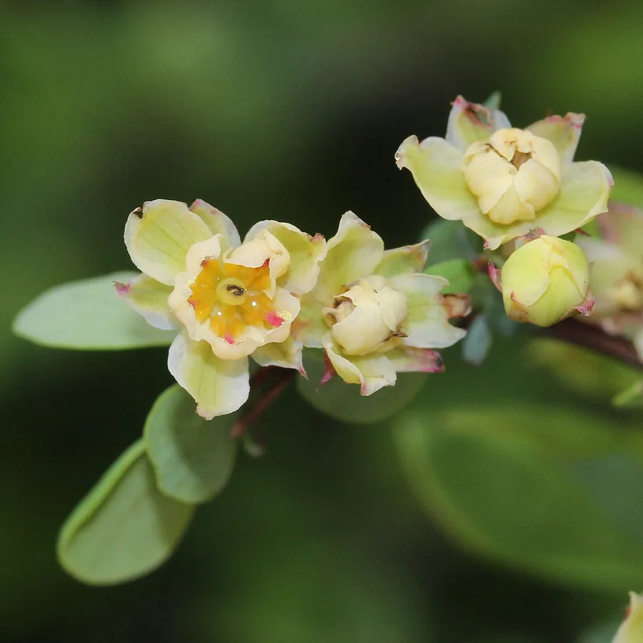 Japanese Barberry — Flower