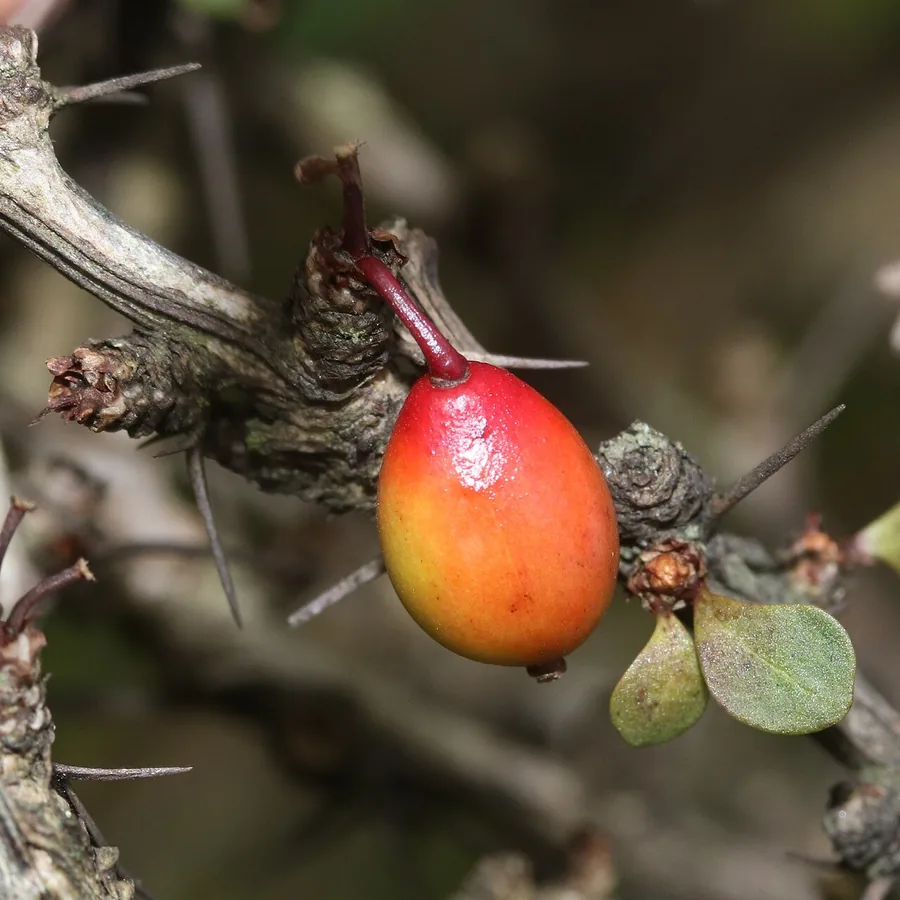 Japanese Barberry — Fruit / seed