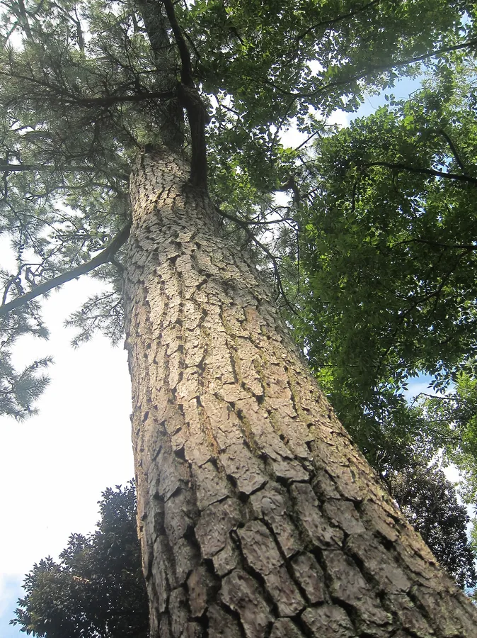Japanese Black Pine — Bark & trunk