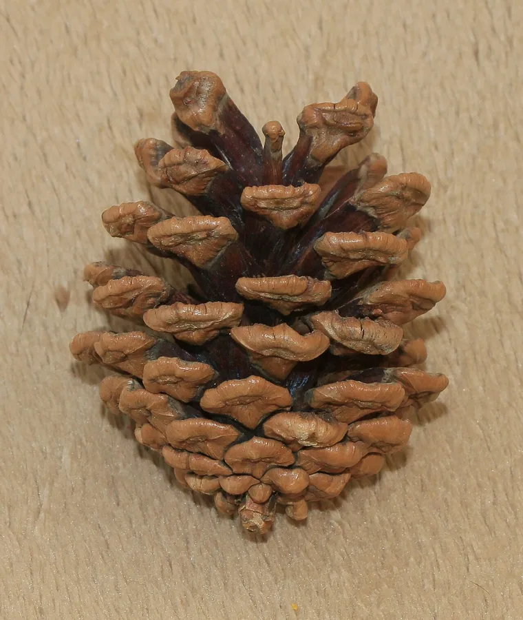 Japanese Black Pine — Cone