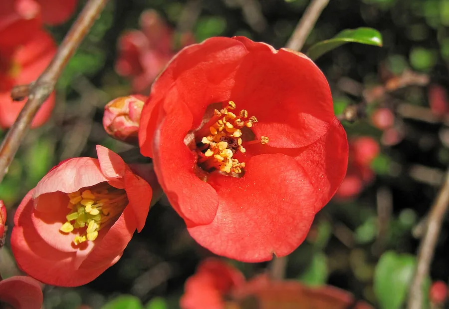 Japanese Flowering Quince — Flower