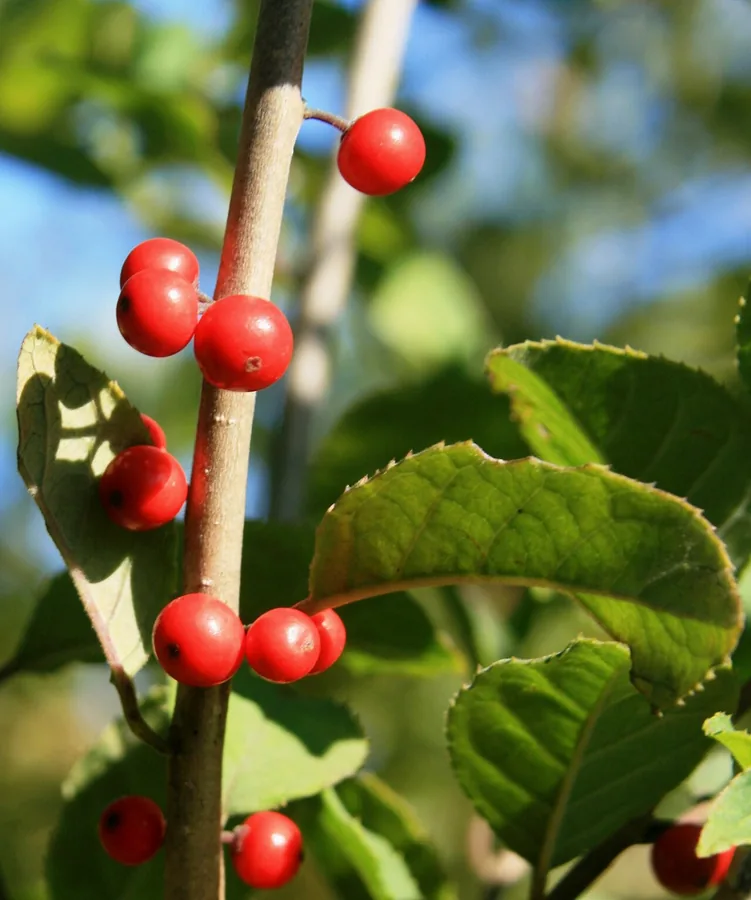 Japanese Holly — Fruit / seed