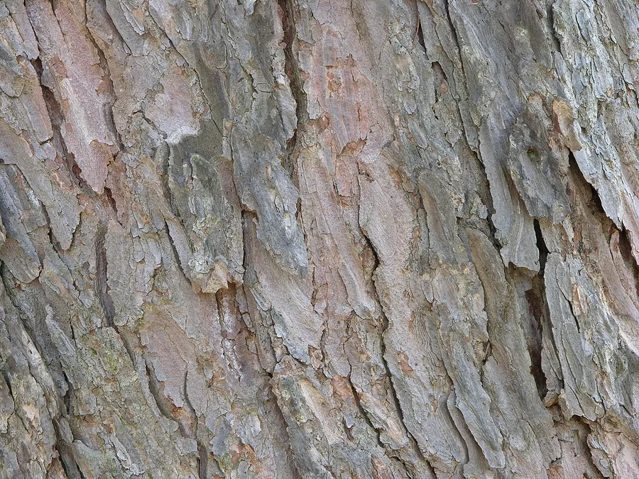 Japanese Larch — Bark & trunk