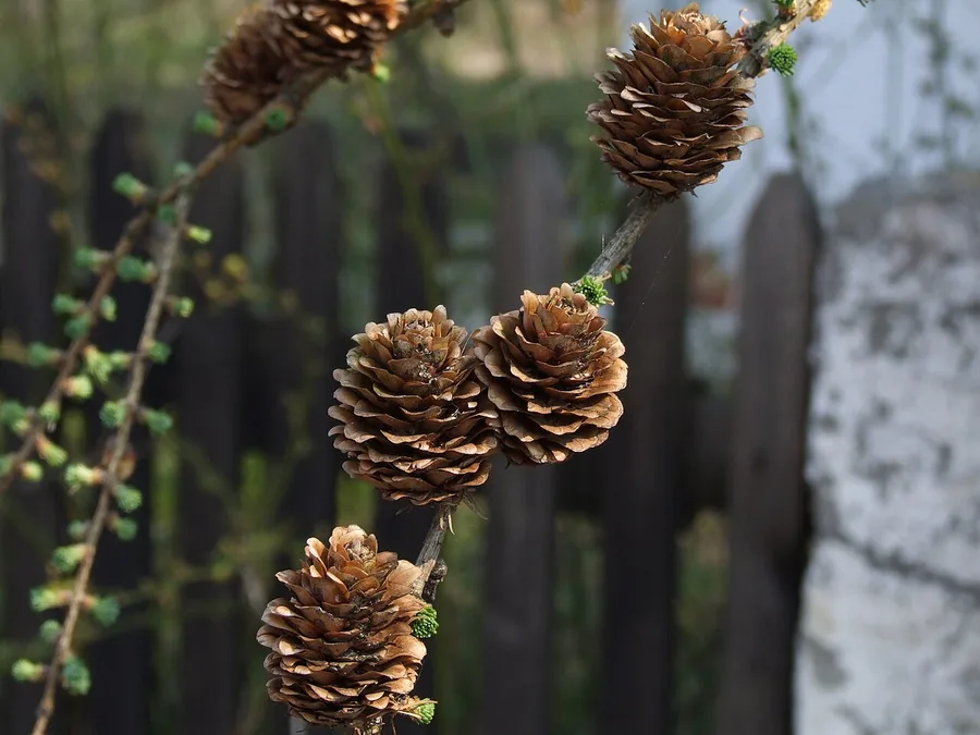 Japanese Larch — Cone