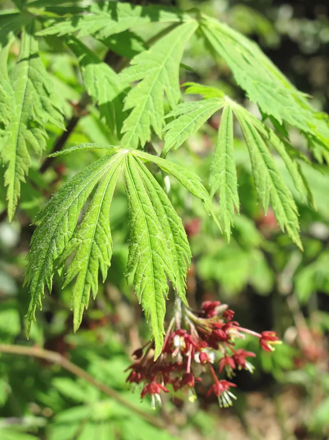 Japanese Maple — Flower