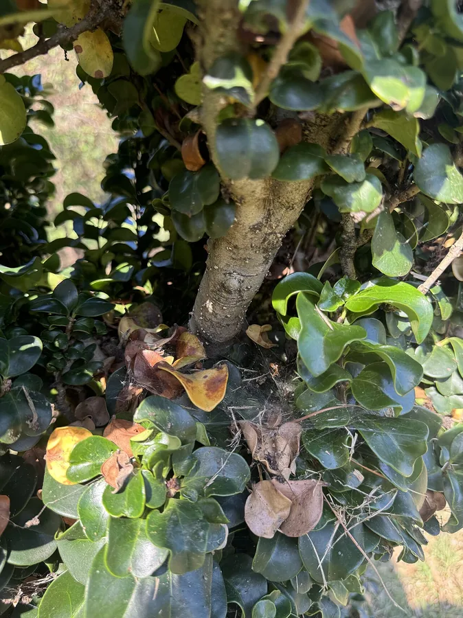 Japanese Privet — Bark & trunk