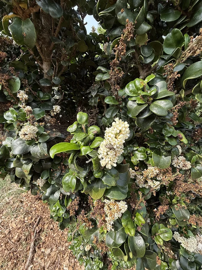 Japanese Privet — Flower