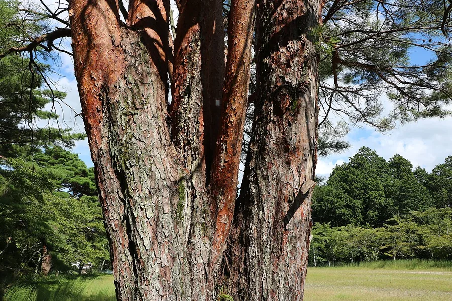 Japanese Red Pine — Bark & trunk