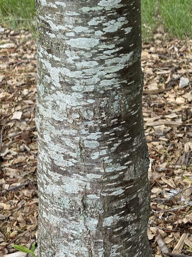 Japanese Snowbell — Bark & trunk