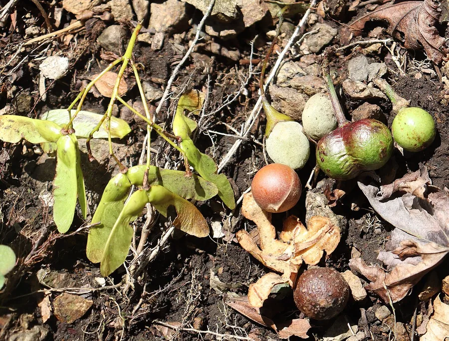 Japanese Snowbell — Fruit / seed