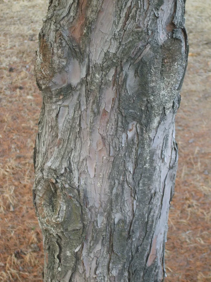 Japanese White Pine — Bark & trunk