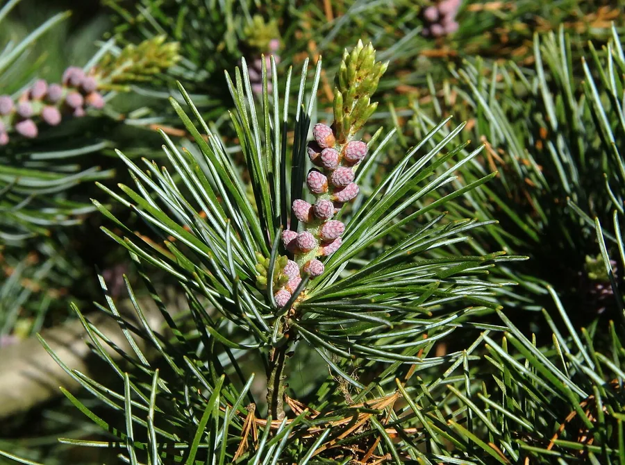Japanese White Pine — Cone
