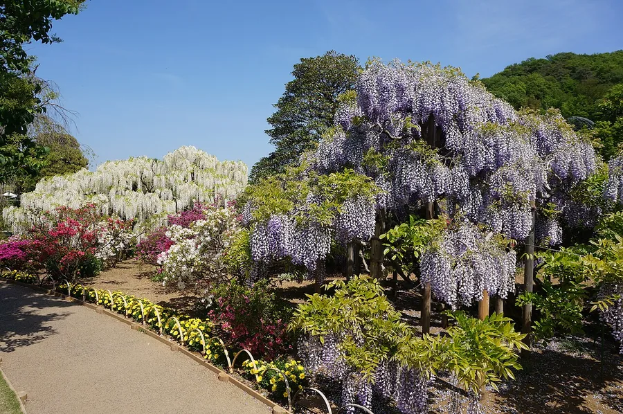 Japanese Wisteria — Flower