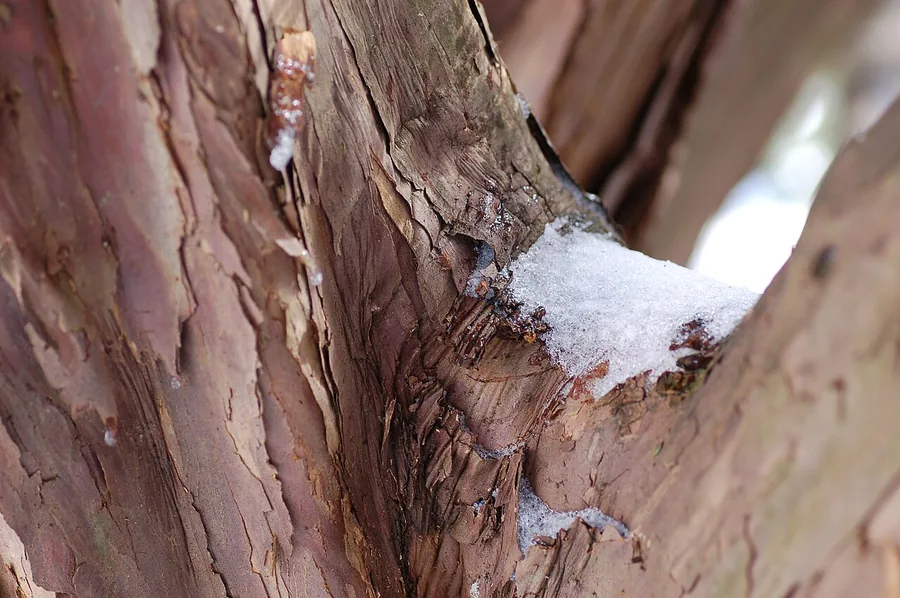 Japanese Yew — Bark & trunk