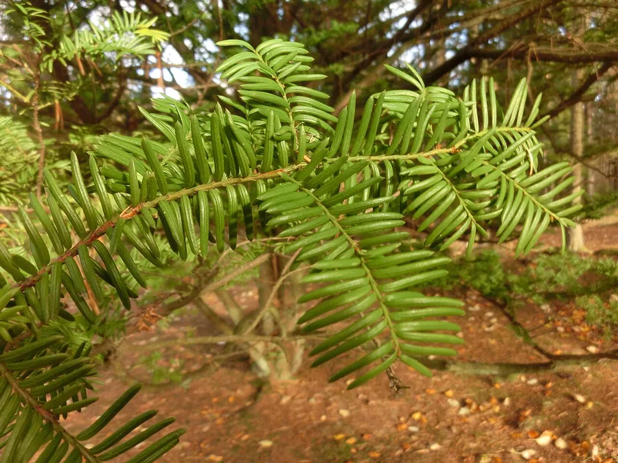 Japanese Yew — Foliage / leaf detail