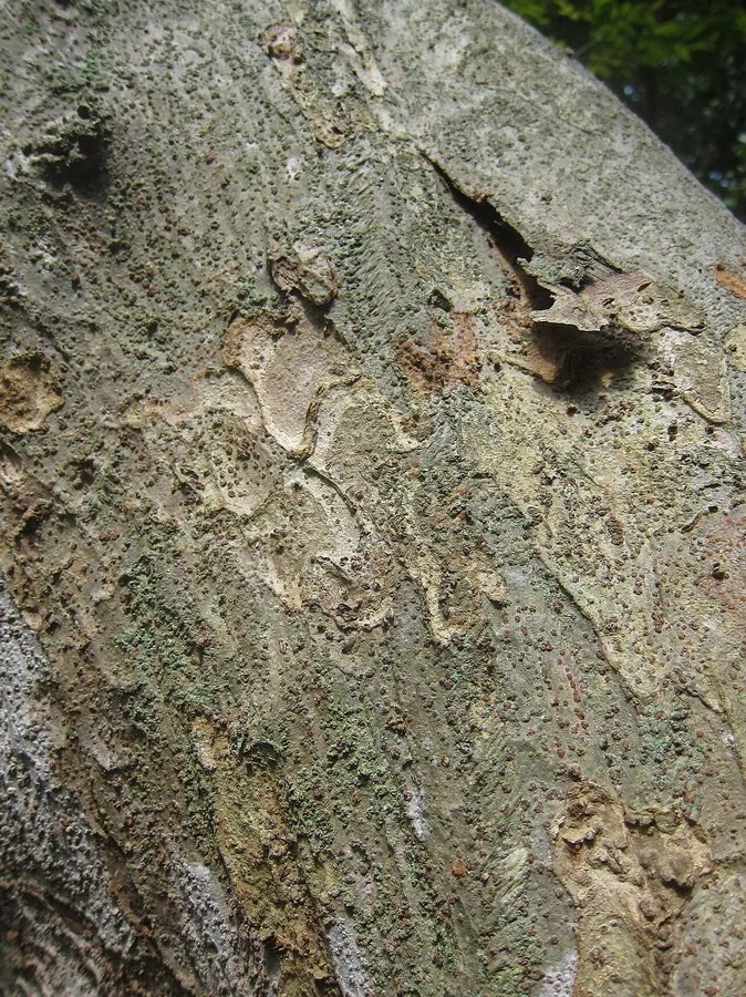 Japanese Zelkova / Gray-bark Elm — Bark & trunk