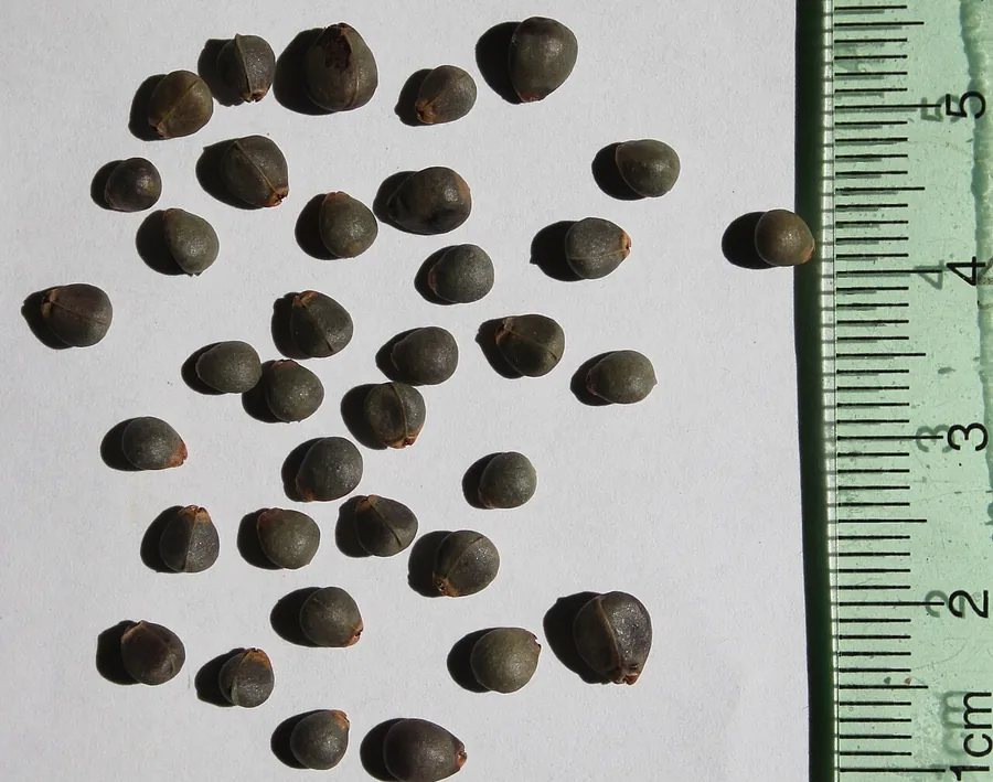 Japanese Zelkova / Gray-bark Elm — Fruit / seed