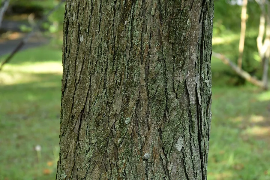 Katsura — Bark & trunk