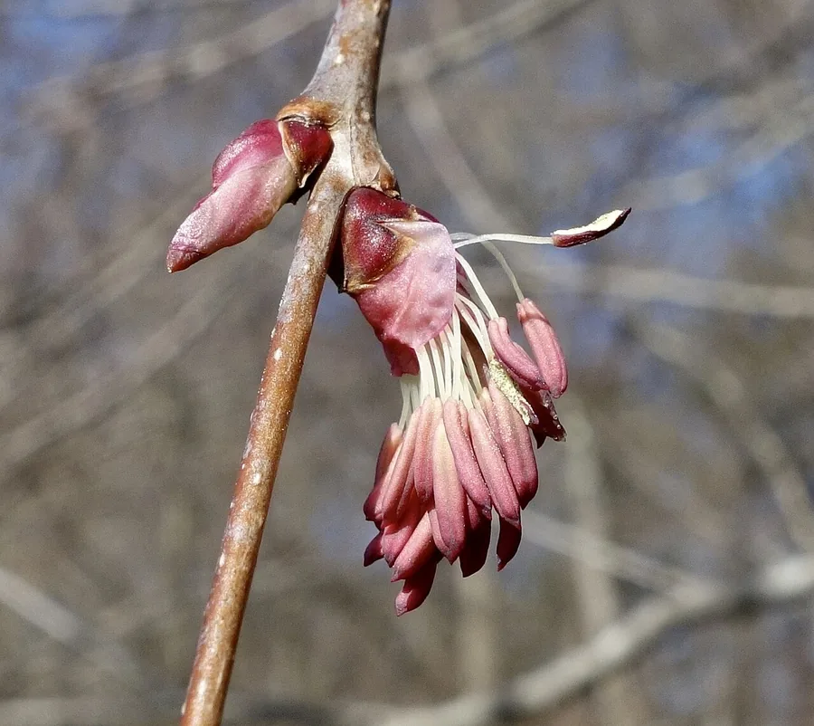 Katsura — Flower