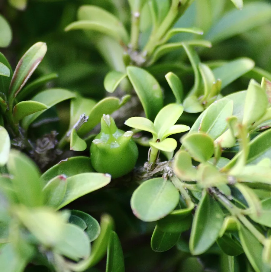 Kingsville Boxwood — Fruit / seed