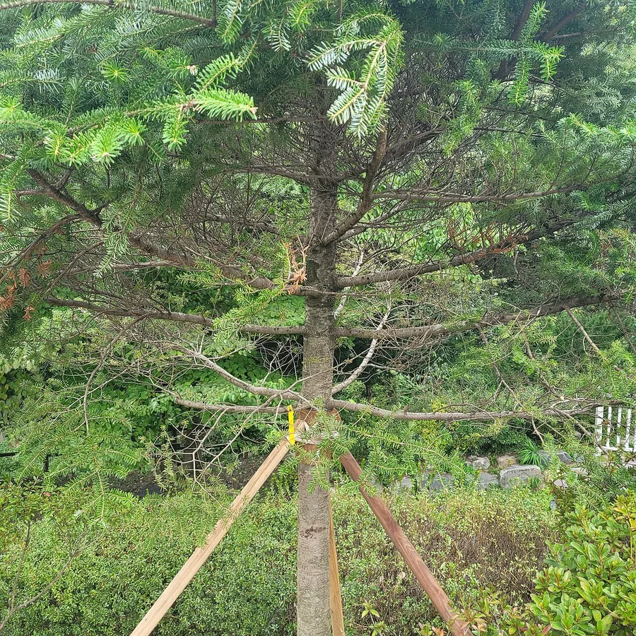Korean Fir — Bark & trunk