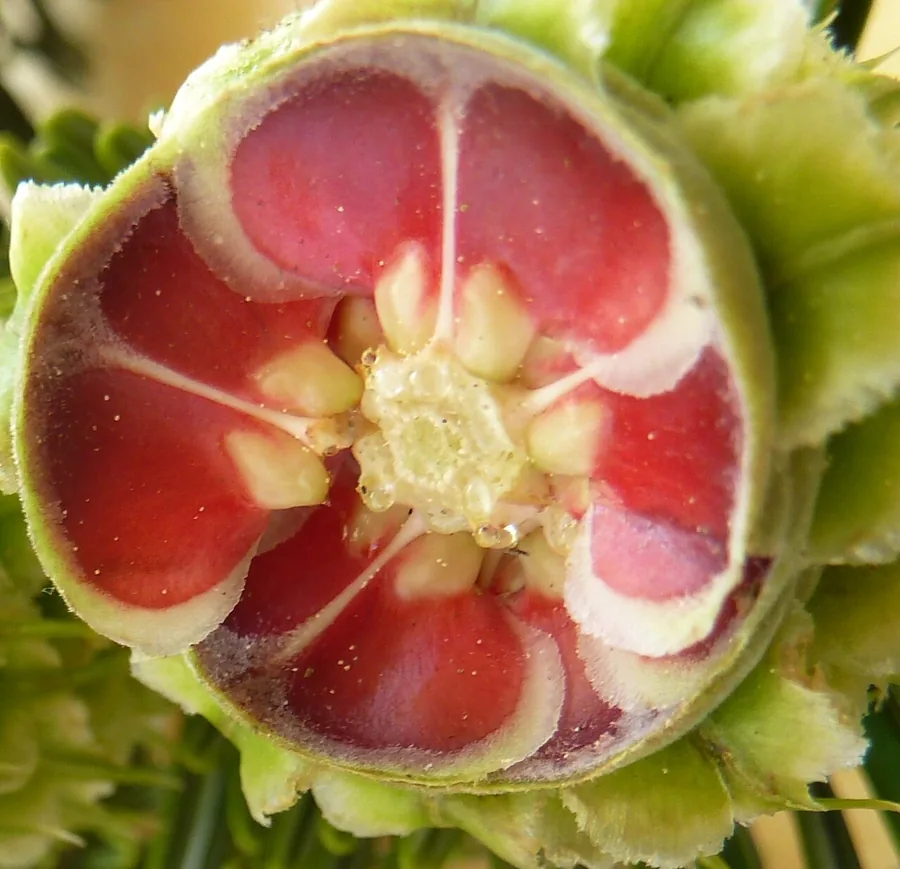 Korean Fir — Cone