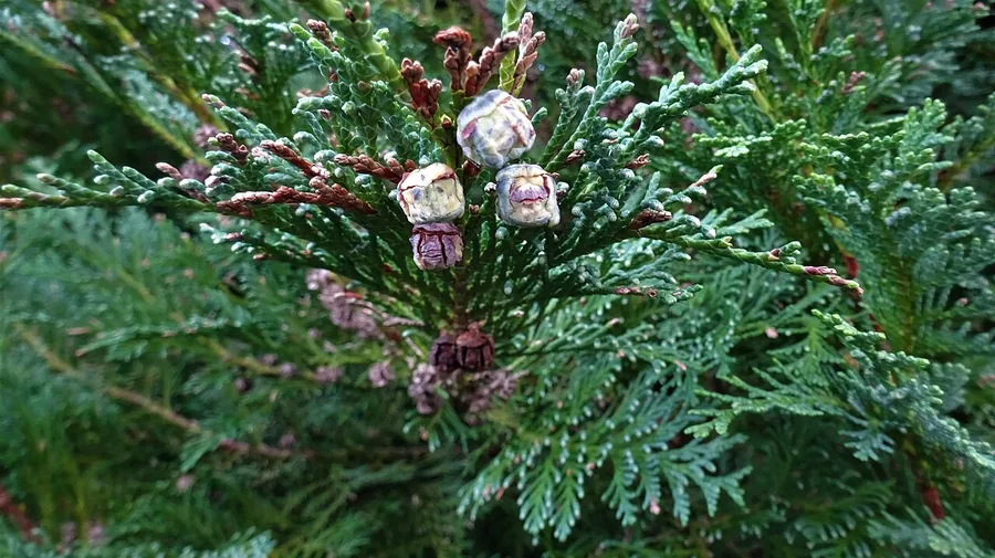 Lawson Cypress — Cone