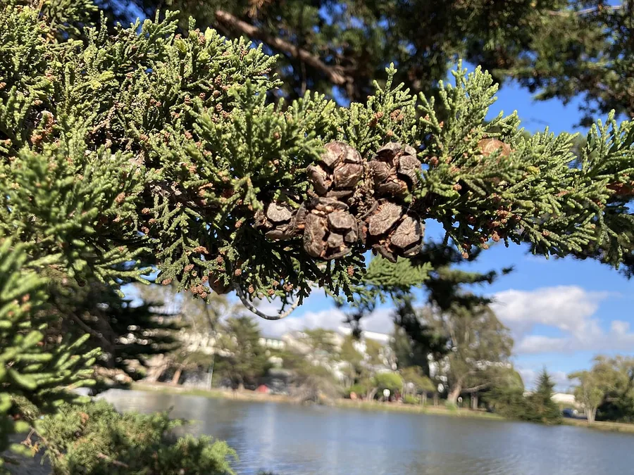 Lemon Cypress — Cone