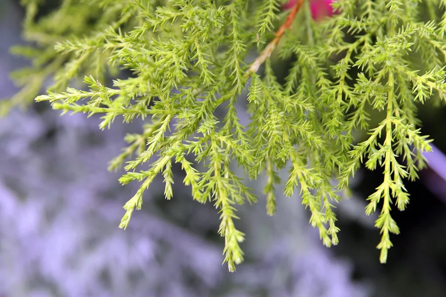 Lemon Cypress — Foliage / leaf detail
