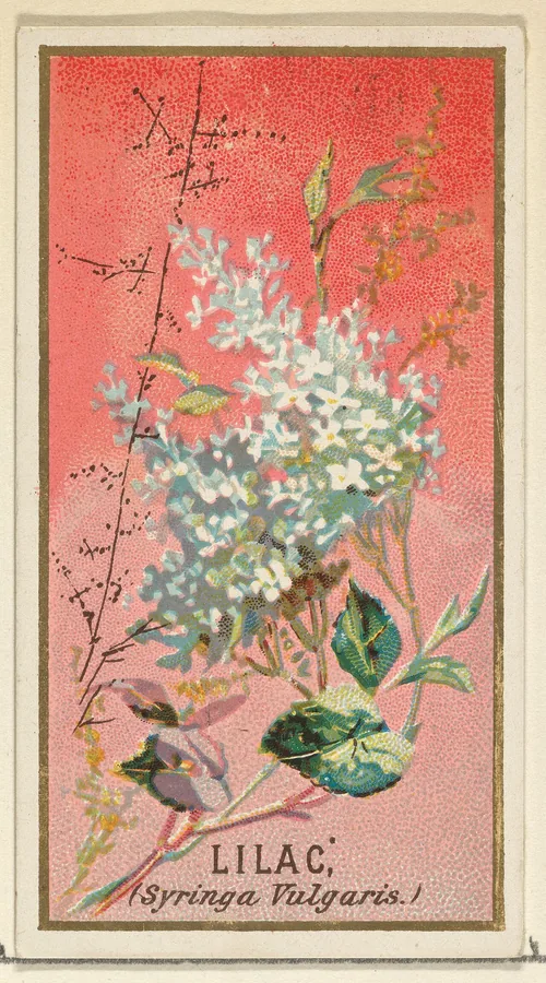 Lilac — Flower