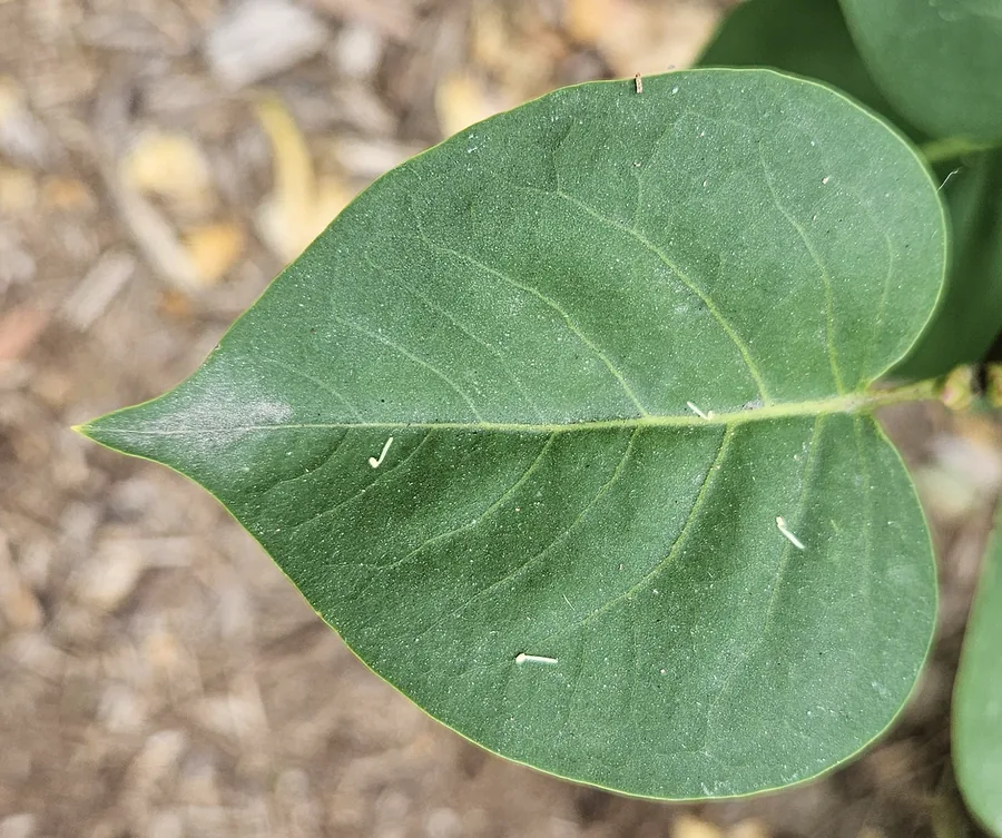 Lilac — Foliage / leaf detail