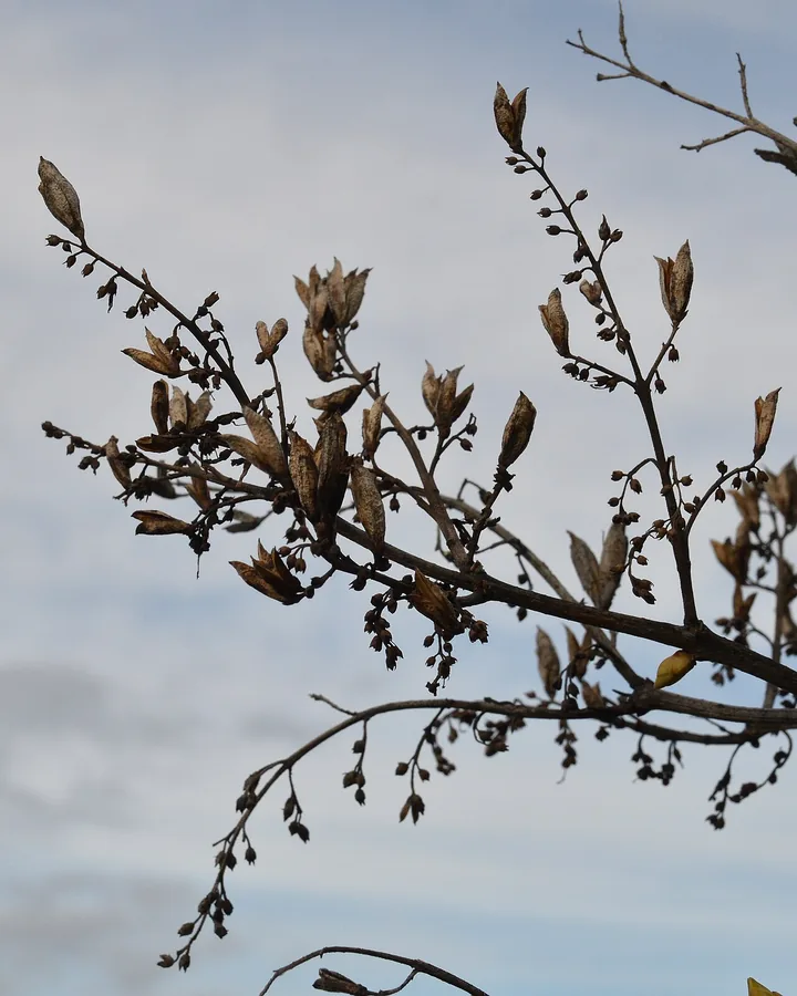 Lilac — Fruit / seed