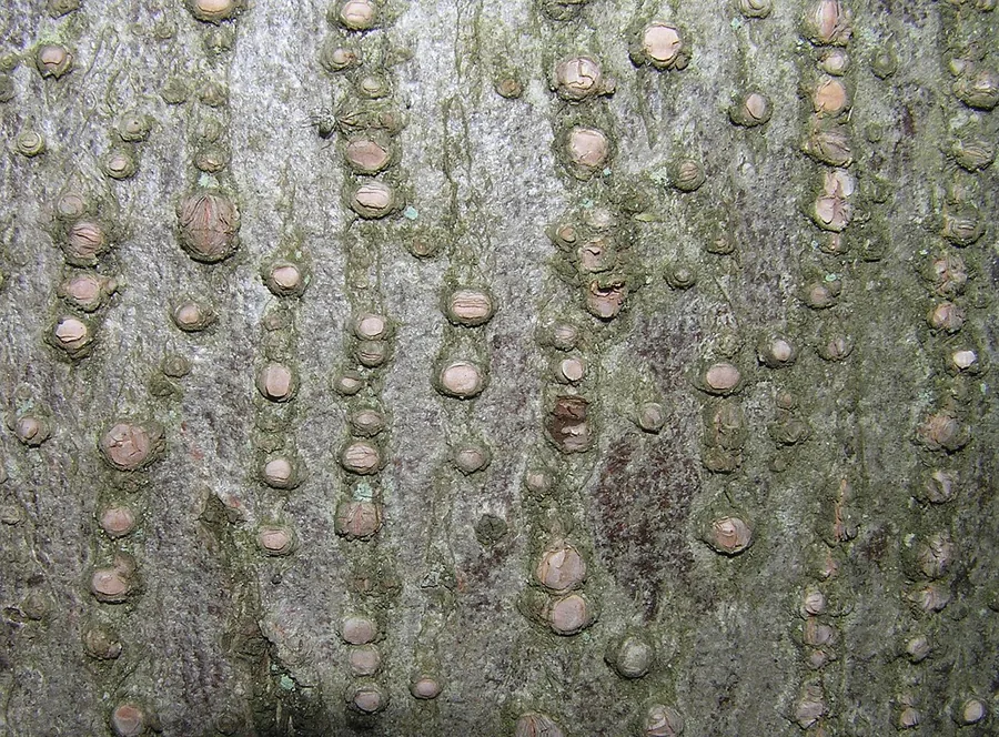 Littleleaf Linden — Bark & trunk