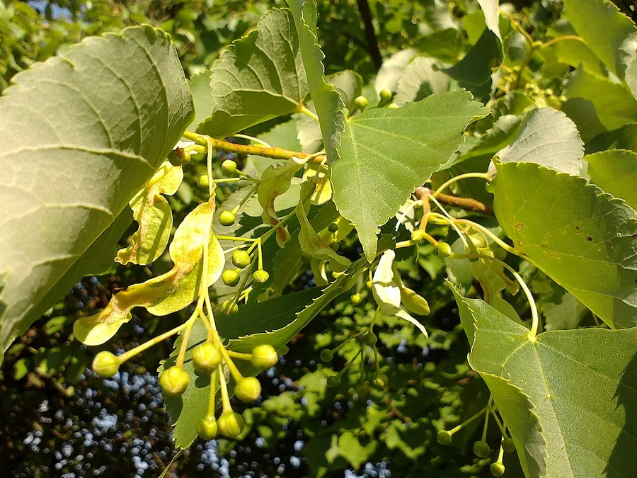 Littleleaf Linden — Flower