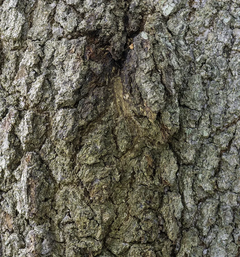 Live Oak — Bark & trunk