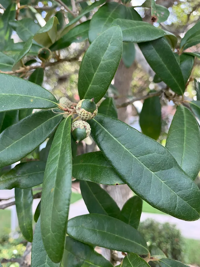 Live Oak — Fruit / seed