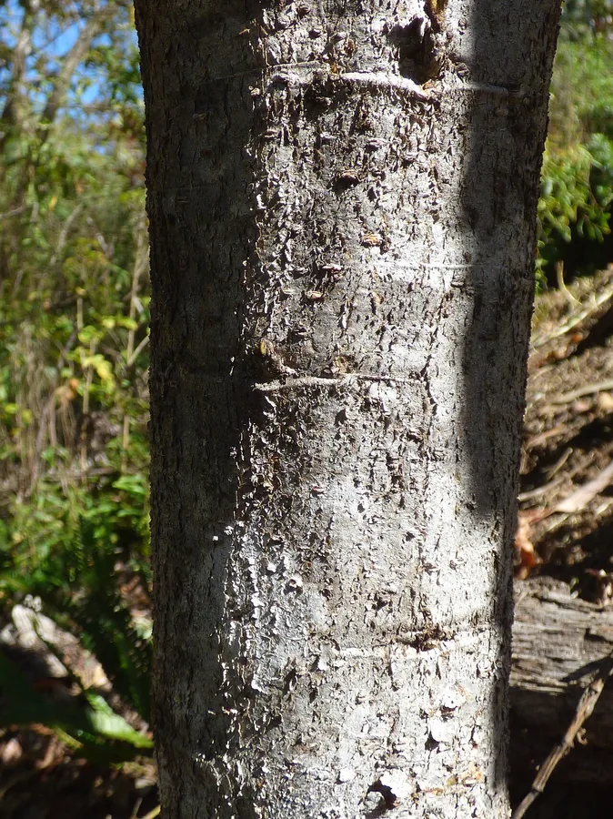 Loquat — Bark & trunk