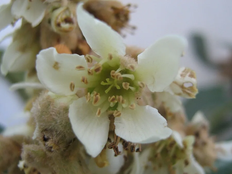 Loquat — Flower