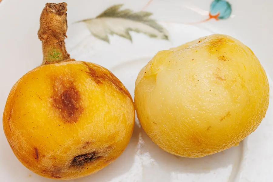 Loquat — Fruit / seed