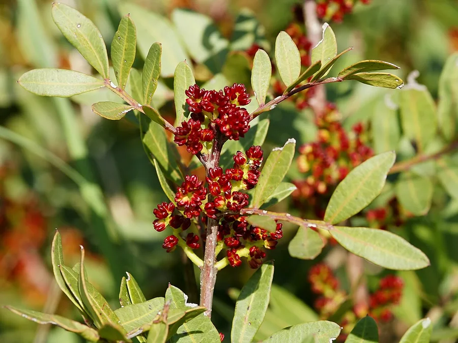 Mastic Tree — Flower