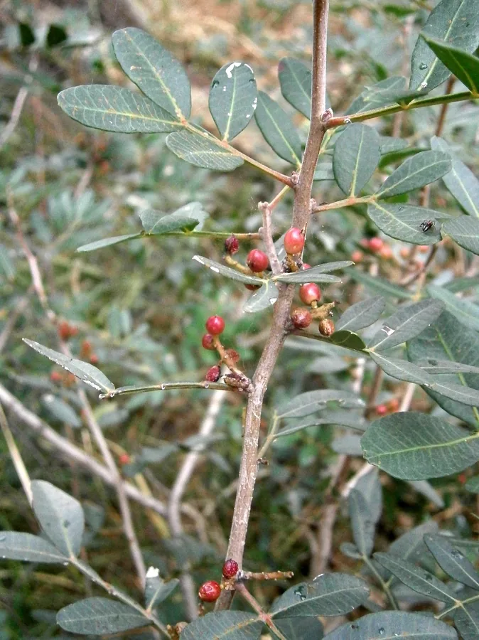 Mastic Tree — Fruit / seed