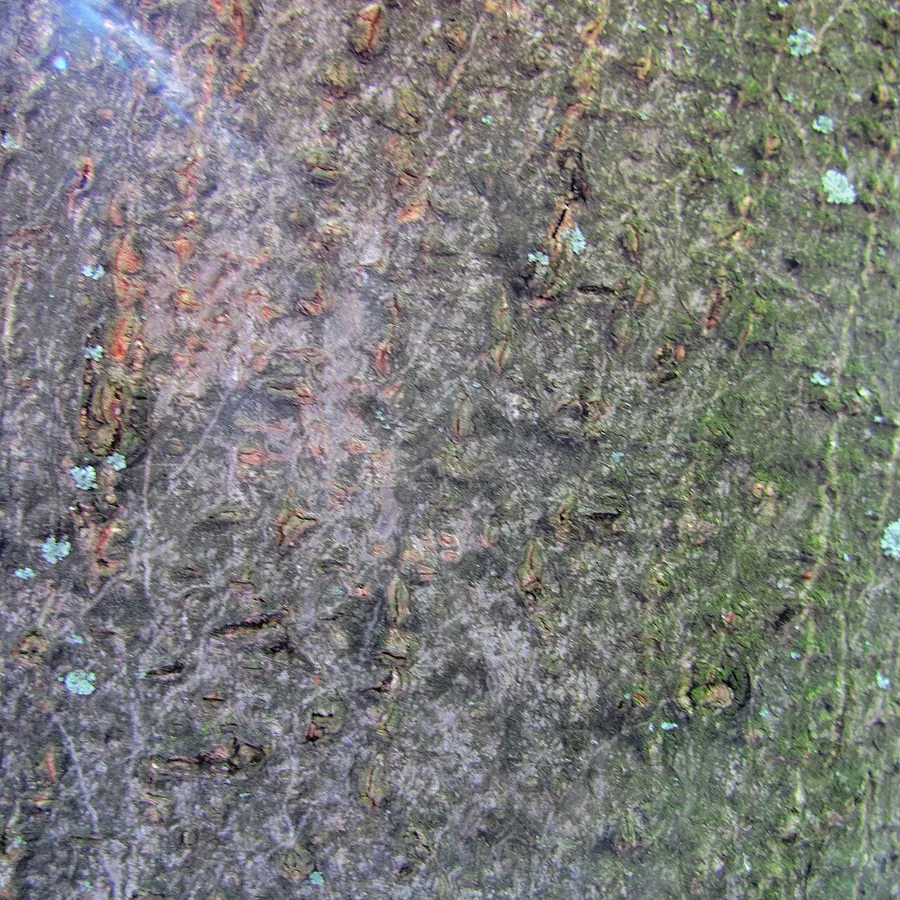 Mimosa / Silk Tree — Bark & trunk