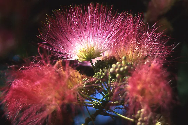 Mimosa / Silk Tree — Flower