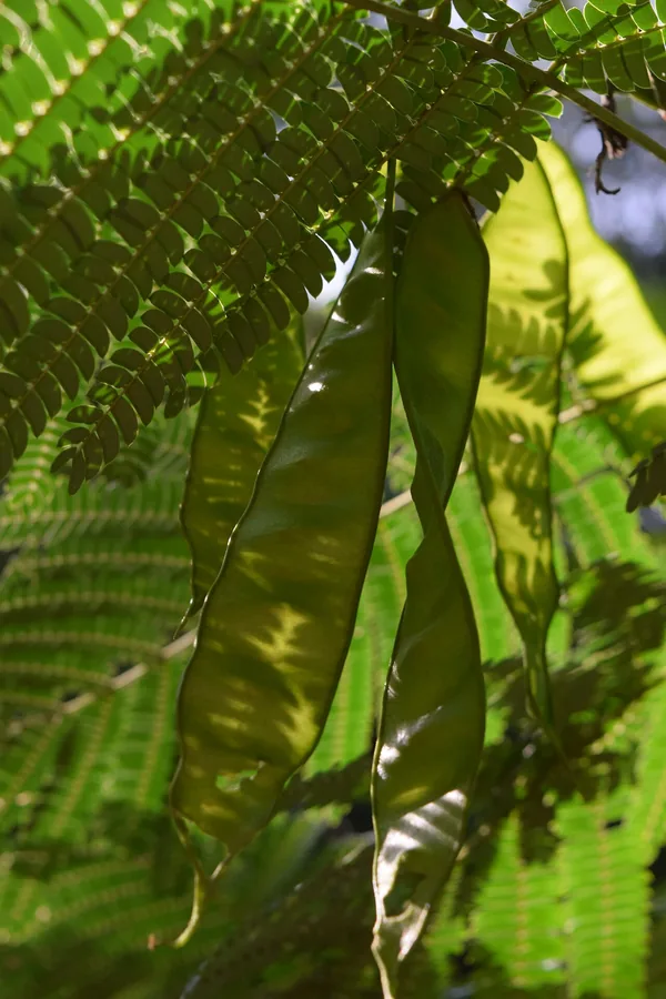 Mimosa / Silk Tree — Fruit / seed