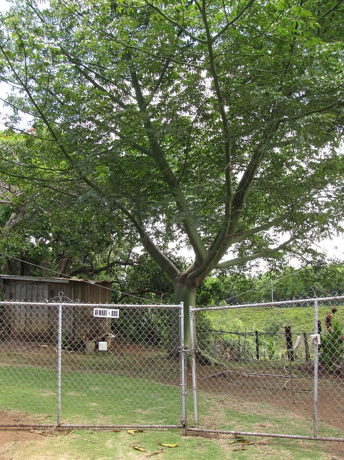 Money Tree — Bark & trunk