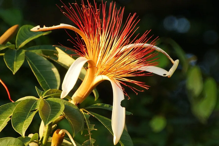 Money Tree — Flower