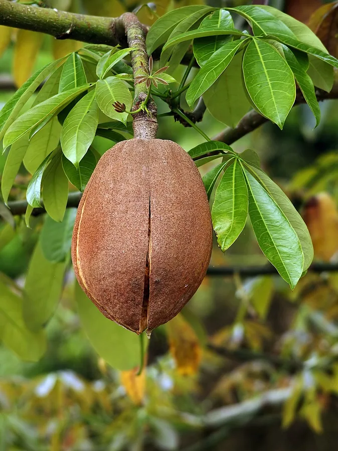 Money Tree — Fruit / seed