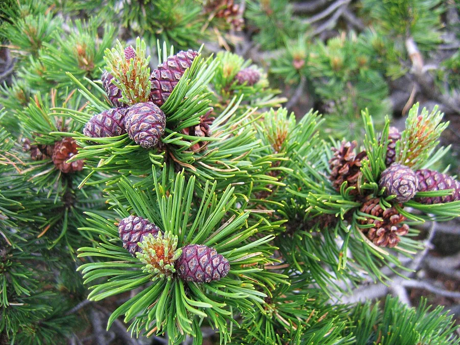 Mugo Pine — Cone