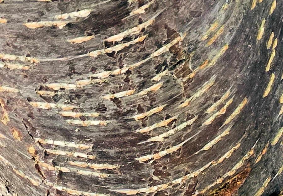Mulberry — Bark & trunk